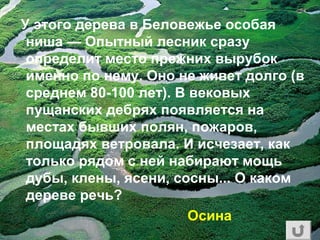 У этого дерева в Беловежье особая
ниша — Опытный лесник сразу
определит место прежних вырубок
именно по нему. Оно не живет долго (в
среднем 80-100 лет). В вековых
пущанских дебрях появляется на
местах бывших полян, пожаров,
площадях ветровала. И исчезает, как
только рядом с ней набирают мощь
дубы, клены, ясени, сосны... О каком
дереве речь?
Осина
 