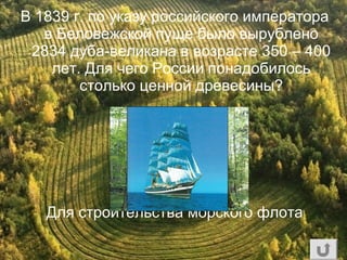В 1839 г. по указу российского императора
в Беловежской пуще было вырублено
2834 дуба-великана в возрасте 350 – 400
лет. Для чего России понадобилось
столько ценной древесины?
Для строительства морского флота
 