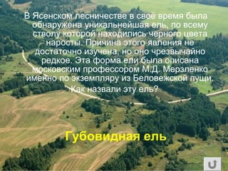 В Ясенском лесничестве в своё время была
обнаружена уникальнейшая ель, по всему
стволу которой находились черного цвета
наросты. Причина этого явления не
достаточно изучена, но оно чрезвычайно
редкое. Эта форма ели была описана
московским профессором М.Д. Мерзленко
именно по экземпляру из Беловежской пущи.
Как назвали эту ель?
Губовидная ель
 
