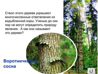 Ствол этого дерева украшают
многочисленные ответвления из
вздыбленной коры. Ученые до сих
пор не могут определить природу
явления. А как они называют
это дерево?
Воротничковая
сосна
 