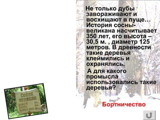 Не только дубы
завораживают и
восхищают в пуще…
История сосны-
великана насчитывает
350 лет, его высота –
30,5 м. , диаметр 125
метров. В древности
такие деревья
клеймились и
охранялись.
А для какого
промысла
использовались такие
деревья?
Бортничество
 