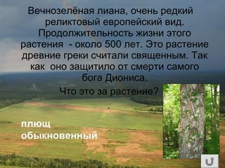Вечнозелёная лиана, очень редкий
реликтовый европейский вид.
Продолжительность жизни этого
растения - около 500 лет. Это растение
древние греки считали священным. Так
как оно защитило от смерти самого
бога Диониса.
Что это за растение?
плющ
обыкновенный
 