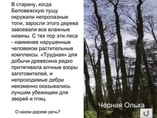 В старину, когда
Беловежскую пущу
окружали непролазные
топи, заросли этого дерева
завоевали все влажные
низины. С тех пор эти леса
- наименее нарушенные
человеком растительные
комплексы. «Трудная» для
добычи древесина редко
притягивала алчные взоры
заготовителей, и
непроходимые дебри
неизменно оказывались
лучшим убежищем для
зверей и птиц.
О каком дереве речь?
Чёрная Ольха
 