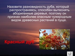 Назовите разновидность дуба, который
распространяясь, способен вытеснять
аборигенные деревья, поэтому он
признан наиболее опасным чужеродным
видом древесных растений в пуще.
Красный дуб
 
