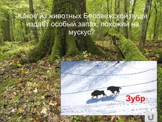 Какое из животных Беловежской пущи
издаёт особый запах, похожий на
мускус?
Зубр
 
