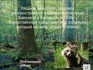 Хищное животное. Широко
распространено в Беловежской пуще.
Завезена в Беларусь в 1936 г..
Единственный представитель собачьих,
который на зиму уходит в спячку.
Енотовидная
собака
 