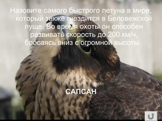 Назовите самого быстрого летуна в мире,
который также гнездится в Беловежской
пуще. Во время охоты он способен
развивать скорость до 200 км/ч,
бросаясь вниз с огромной высоты.
САПСАН
 