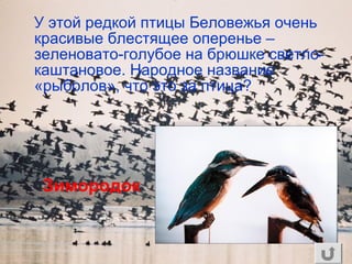 У этой редкой птицы Беловежья очень
красивые блестящее оперенье –
зеленовато-голубое на брюшке светло-
каштановое. Народное название
«рыболов», что это за птица?
Зимородок
 