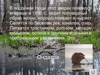 В водоёмах пущи этот зверек появился
впервые в 1950 г., ведет полуводный
образ жизни, хорошо плавает и ныряет.
Селится по берегам рек, каналов, озер.
Питается тростником, рогозом, хвощом,
камышом, осокой и другими водными и
прибрежными растениями. Это…
Ондатра
 