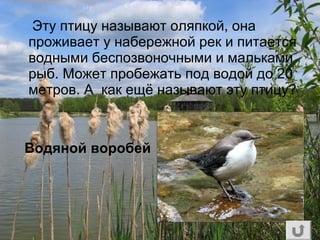Эту птицу называют оляпкой, она
проживает у набережной рек и питается
водными беспозвоночными и мальками
рыб. Может пробежать под водой до 20
метров. А как ещё называют эту птицу?
Водяной воробей
 