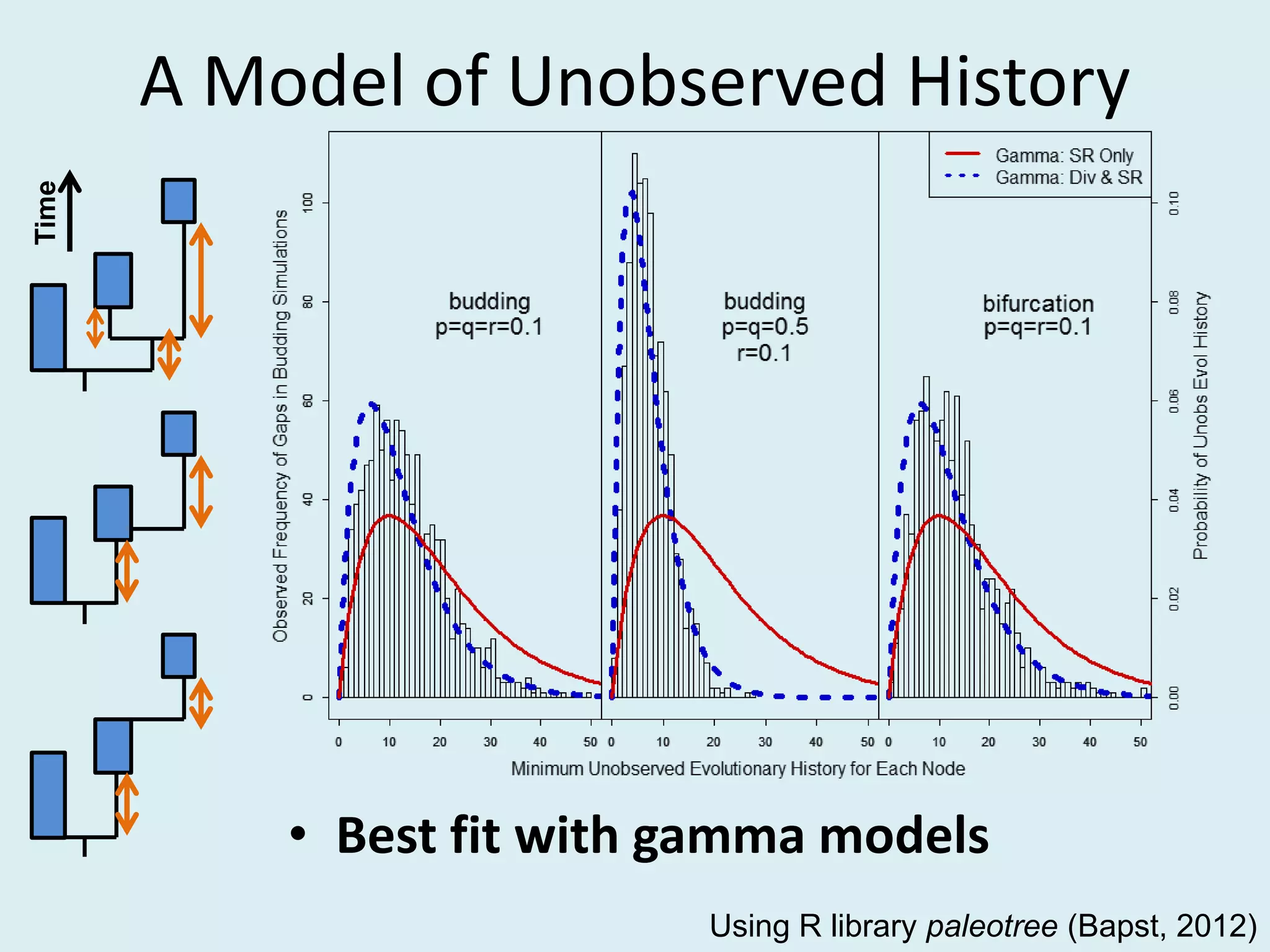 A Model of Unobserved History
• Best fit with gamma models
Time
Using R library paleotree (Bapst, 2012)
 