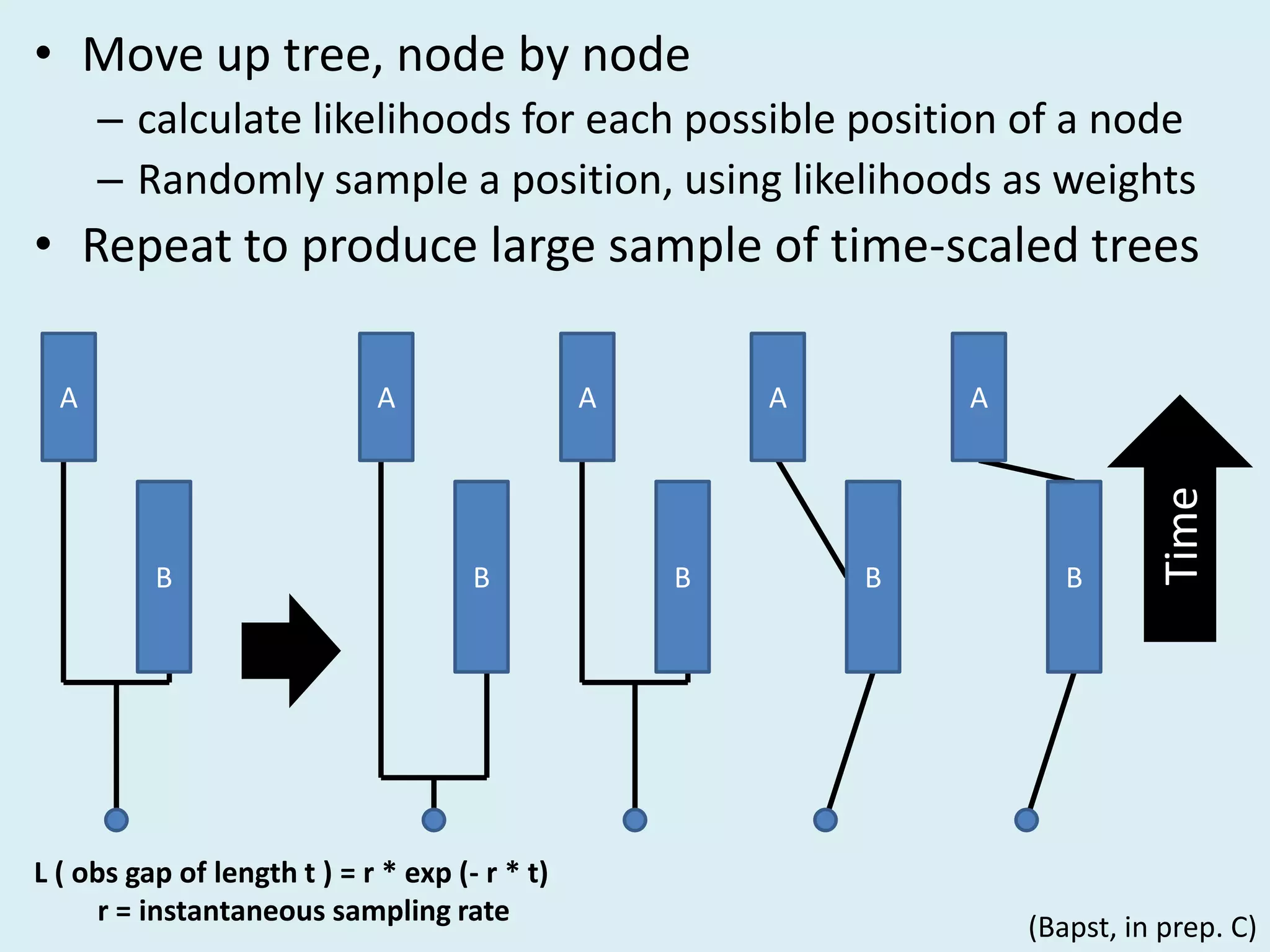 • Move up tree, node by node
– calculate likelihoods for each possible position of a node
– Randomly sample a position, using likelihoods as weights
• Repeat to produce large sample of time-scaled trees
B
A
B
A
B
A
B
A
B
A
L ( obs gap of length t ) = r * exp (- r * t)
r = instantaneous sampling rate
Time
(Bapst, in prep. C)
 