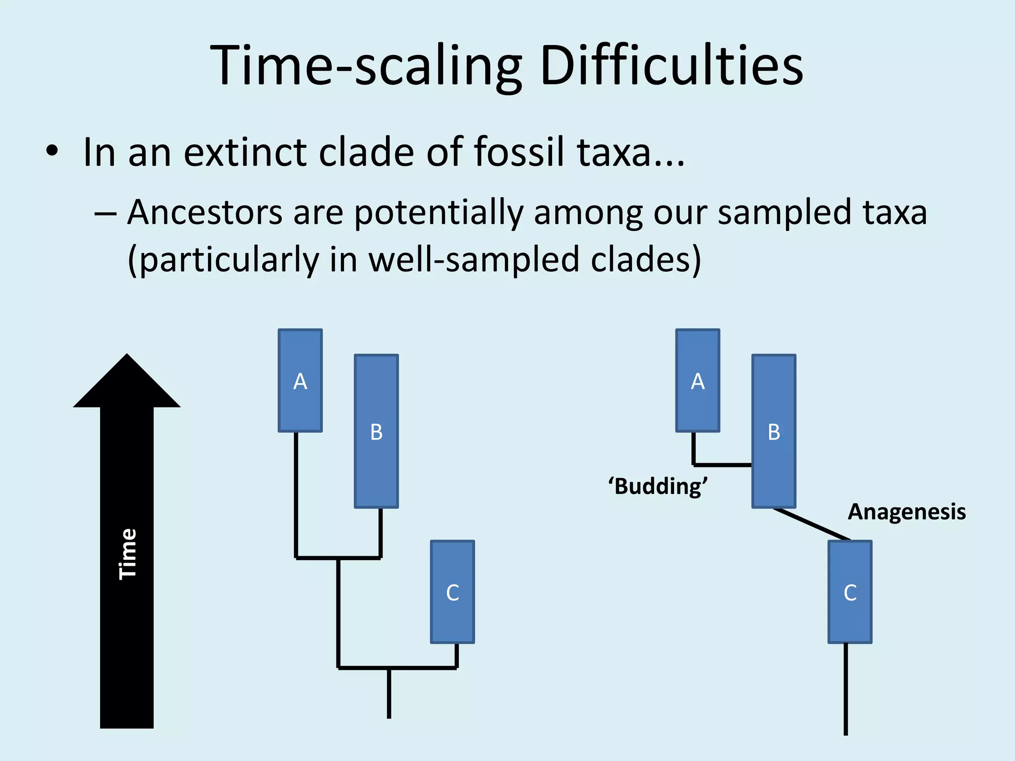 Time-scaling Difficulties
• In an extinct clade of fossil taxa...
– Ancestors are potentially among our sampled taxa
(particularly in well-sampled clades)
Time
B
A
C
B
A
C
‘Budding’
Anagenesis
 