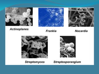 actinobacterias del suelo | PDF