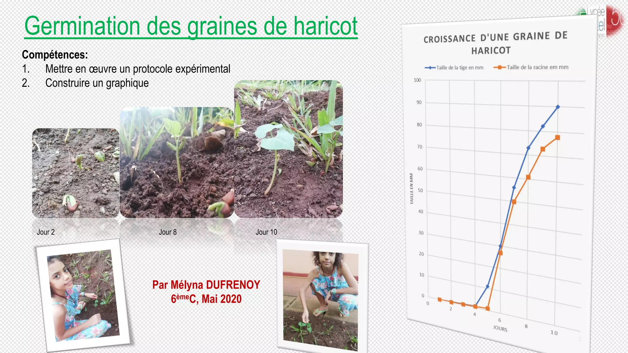Germination des graines de haricot
Par Mélyna DUFRENOY
6èmeC, Mai 2020
Compétences:
1. Mettre en œuvre un protocole expérimental
2. Construire un graphique
Jour 2 Jour 8 Jour 10