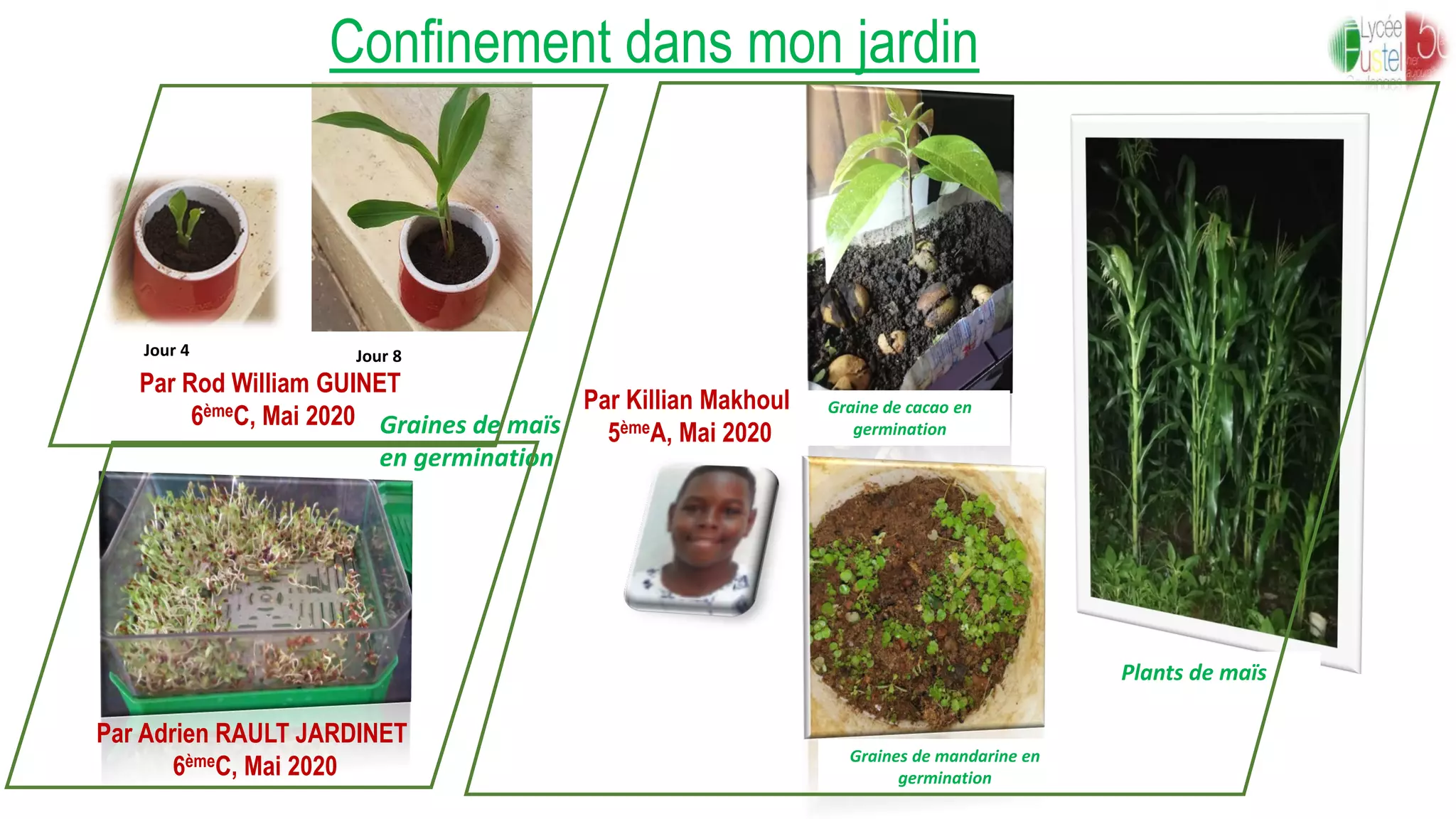 Confinement dans mon jardin
Par Rod William GUINET
6èmeC, Mai 2020
Jour 4 Jour 8
Graines de maïs
en germination
Par Killian Makhoul,
5èmeA, Mai 2020
Graine de cacao en
germination
Graines de mandarine en
germination
Plants de maïs
Par Adrien RAULT JARDINET
6èmeC, Mai 2020