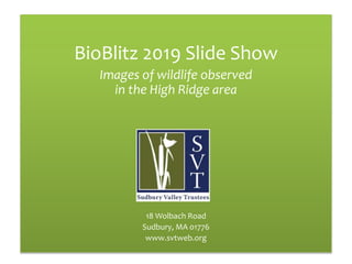 BioBlitz 2019 Slide Show
Images of wildlife observed
in the High Ridge area
18 Wolbach Road
Sudbury, MA 01776
www.svtweb.org
 