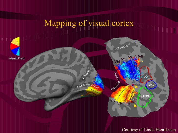Visual cortex