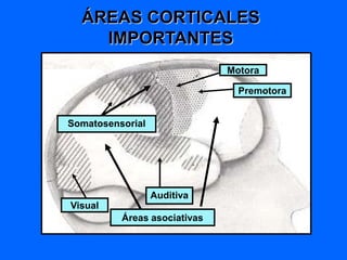 ÁREAS CORTICALES
IMPORTANTES
Visual
Motora
Premotora
Áreas asociativas
Somatosensorial
Auditiva
 