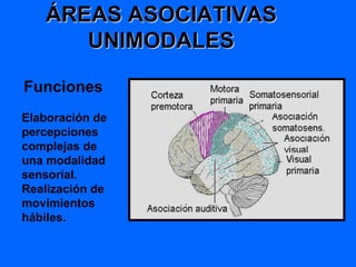 ÁREAS ASOCIATIVAS
UNIMODALES
Funciones
Elaboración de
percepciones
complejas de
una modalidad
sensorial.
Realización de
movimientos
hábiles.
 