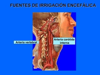 FUENTES DE IRRIGACIÓN ENCEFÁLICA
Arteria vertebral
Arteria carótida
interna
 
