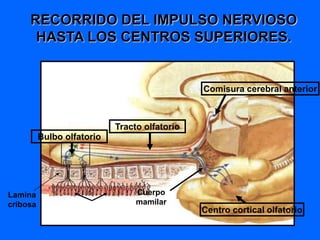 RECORRIDO DEL IMPULSO NERVIOSO
HASTA LOS CENTROS SUPERIORES.
Comisura cerebral anterior
Tracto olfatorio
Centro cortical olfatorio
Bulbo olfatorio
Lamina
cribosa
Cuerpo
mamilar
 