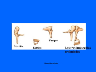Martillo
Yunque
Estribo Los tres huesecillos
articulados
Huesecillos del oído
 