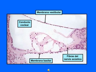 Conducto
coclear
Membrana vestibular
Membrana basilar
Fibras del
nervio acústico
 