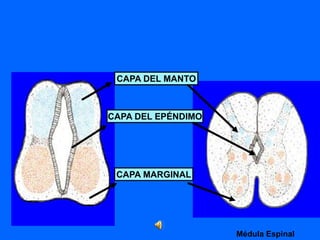 CAPA DEL MANTO
CAPA DEL EPÉNDIMO
CAPA MARGINAL
Médula Espinal
 