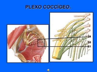 PLEXO COCCÍGEO.
S4
S5
C1
 