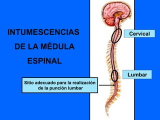 INTUMESCENCIAS
DE LA MÉDULA
ESPINAL
Cervical
Lumbar
Sitio adecuado para la realización
de la punción lumbar
 