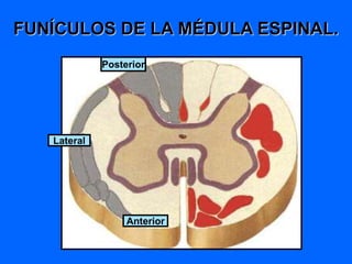 FUNÍCULOS DE LA MÉDULA ESPINAL.
Anterior
Lateral
Posterior
 
