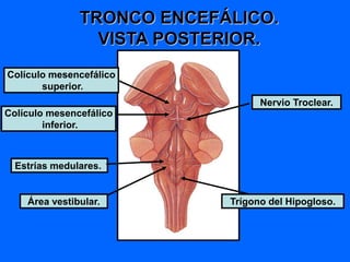 TRONCO ENCEFÁLICO.
VISTA POSTERIOR.
Estrías medulares.
Trígono del Hipogloso.
Área vestibular.
Colículo mesencefálico
superior.
Colículo mesencefálico
inferior.
Nervio Troclear.
 