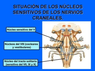 Núcleo sensitivo del V
Núcleos del VIII (cocleares
y vestibulares)
Núcleo del tracto solitario
(sensitivo del VII, IX y X)
SITUACIÓN DE LOS NÚCLEOS
SENSITIVOS DE LOS NERVIOS
CRANEALES.
 