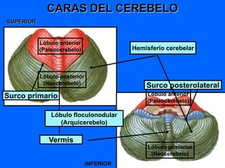 CARAS DEL CEREBELO
Vermis
Hemisferio cerebelar
Lóbulo anterior
(Paleocerebelo)
Lóbulo posterior
(Neocerebelo)
Surco primario
Surco posterolateral
Lóbulo floculonodular
(Arquicerebelo)
SUPERIOR
INFERIOR
Lóbulo anterior
(Paleocerebelo)
Lóbulo posterior
(Neocerebelo)
 
