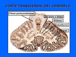 CORTE TRANSVERSAL DEL CEREBELO
Del techo o fatigio
Globoso
Emboliforme
Dentado
Fibras pontocerebelares
 