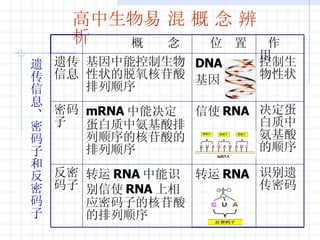 高中生物易 混 概 念 辨 析   遗传信息、密码子和反密码子   识别遗传密码   转运 RNA  转运 RNA 中能识别信使 RNA 上相应密码子的核苷酸的排列顺序   反密码子   决定蛋白质中氨基酸的顺序   信使 RNA  mRNA 中能决定蛋白质中氨基酸排列顺序的核苷酸的排列顺序   密码子   控制生物性状   DNA 基因   基因中能控制生物性状的脱氧核苷酸排列顺序   遗传信息   作  用 位  置 概  念   
