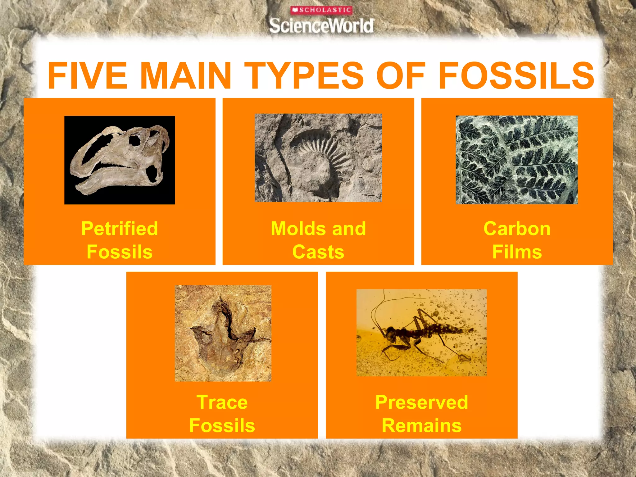 FIVE MAIN TYPES OF FOSSILS


 Petrified             Molds and               Carbon
 Fossils                Casts                   Films




              Trace                Preserved
             Fossils               Remains
 