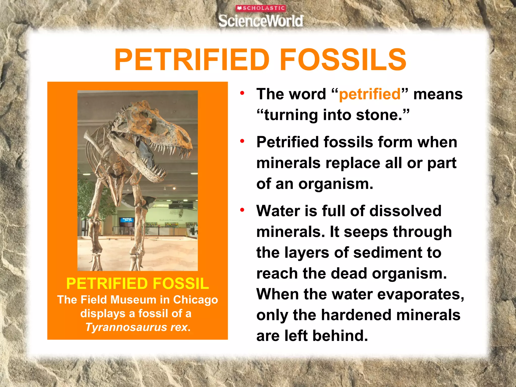 PETRIFIED FOSSILS
                              • The word “petrified” means
                                “turning into stone.”
                              • Petrified fossils form when
                                minerals replace all or part
                                of an organism.
                              • Water is full of dissolved
                                minerals. It seeps through
                                the layers of sediment to
                                reach the dead organism.
 PETRIFIED FOSSIL
The Field Museum in Chicago
                                When the water evaporates,
    displays a fossil of a      only the hardened minerals
     Tyrannosaurus rex.
                                are left behind.
 