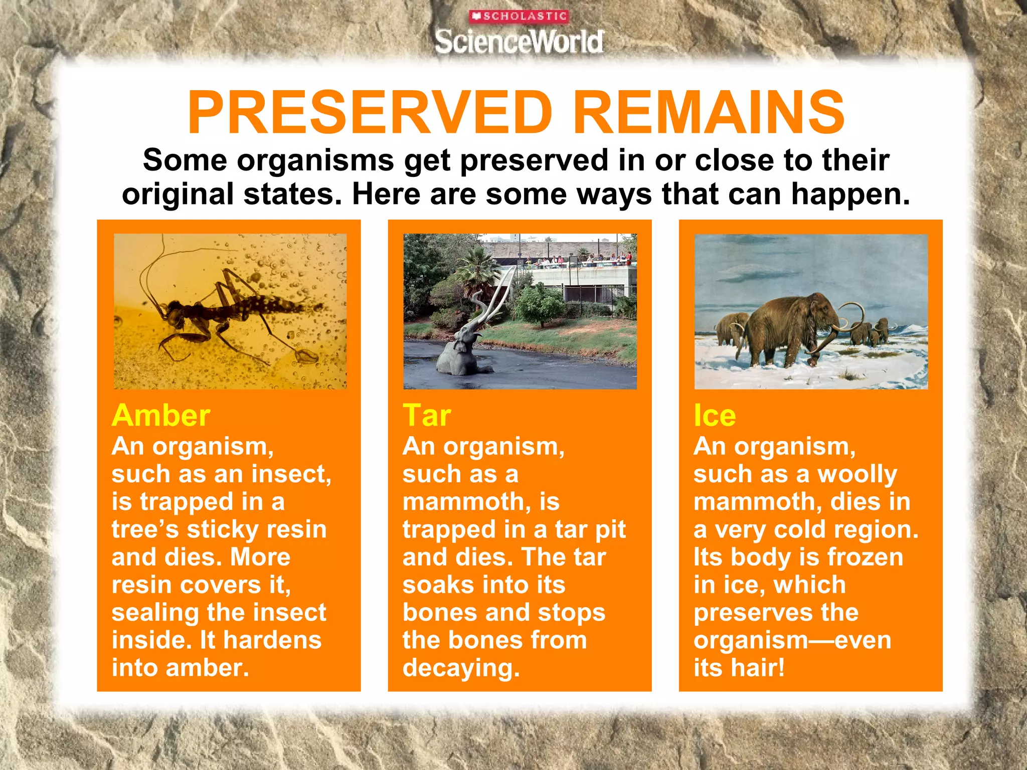PRESERVED REMAINS
 Some organisms get preserved in or close to their
original states. Here are some ways that can happen.




Amber                 Tar                    Ice
An organism,          An organism,           An organism,
such as an insect,    such as a              such as a woolly
is trapped in a       mammoth, is            mammoth, dies in
tree’s sticky resin   trapped in a tar pit   a very cold region.
and dies. More        and dies. The tar      Its body is frozen
resin covers it,      soaks into its         in ice, which
sealing the insect    bones and stops        preserves the
inside. It hardens    the bones from         organism—even
into amber.           decaying.              its hair!
 
