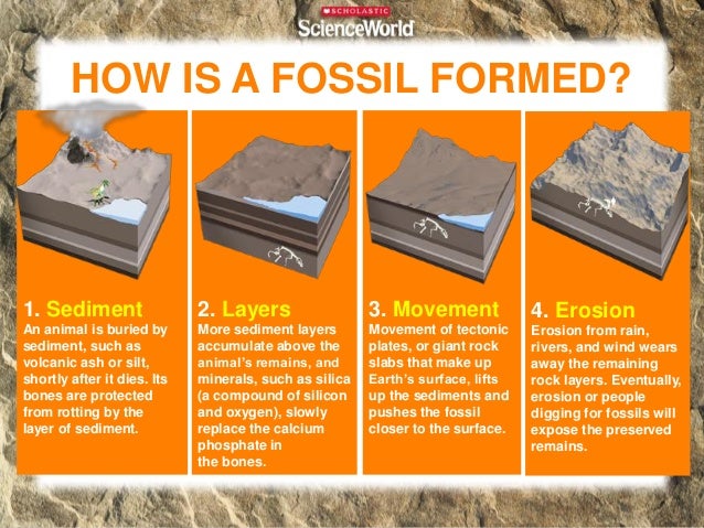 Science World Fossils science-world-fossils