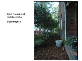 Rain chains and
mulch combo
Sacramento
 