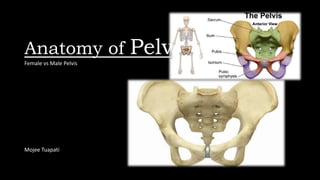Anatomy of Pelvis
Female vs Male Pelvis
Mojee Tuapati
 