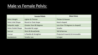 Pelvic Bones Anatomy-Male vs Female Pelvis