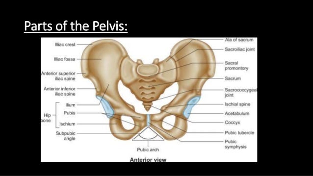 Pelvic Bones Anatomy-Male vs Female Pelvis