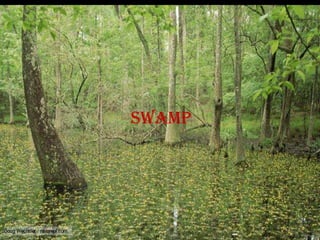 swamp
 