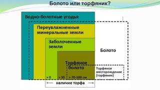 Болото или торфяник?
 