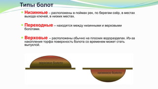 Типы болот
 Низинные – расположены в поймах рек, по берегам озёр, в местах
выхода ключей, в низких местах.
 Переходные – находятся между низинными и верховыми
болотами.
 Верховые – расположены обычно на плоских водоразделах. Из-за
накопления торфа поверхность болота со временем может стать
выпуклой.
 