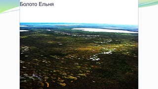 Болото Ельня
 