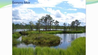 Болото Мох
 